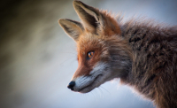 Protect Your Animals Against Fox Attacks